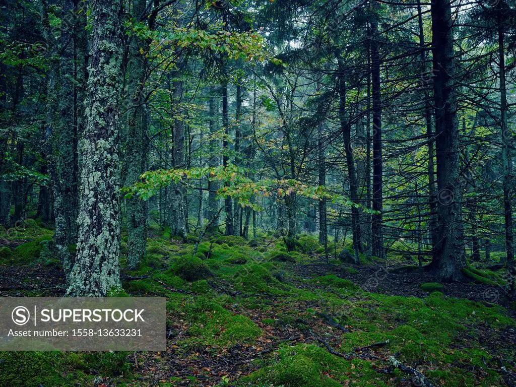 Forest with fir trees, broadleaf and moss