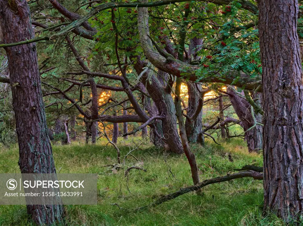 Germany, Mecklenburg-Western Pomerania, Western Pomerania Lagoon Area National Park, Darss Forest, evening mood, sun between pines