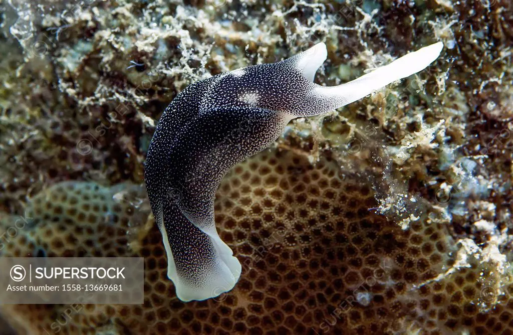 Slug, Gardiner's headshield slug, Chelidonura amoena, Bali, Asia