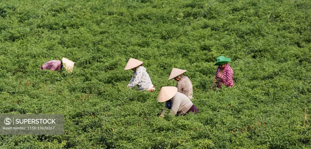 Vietnam, Living in the Mekong Delta, field, harvest, women,