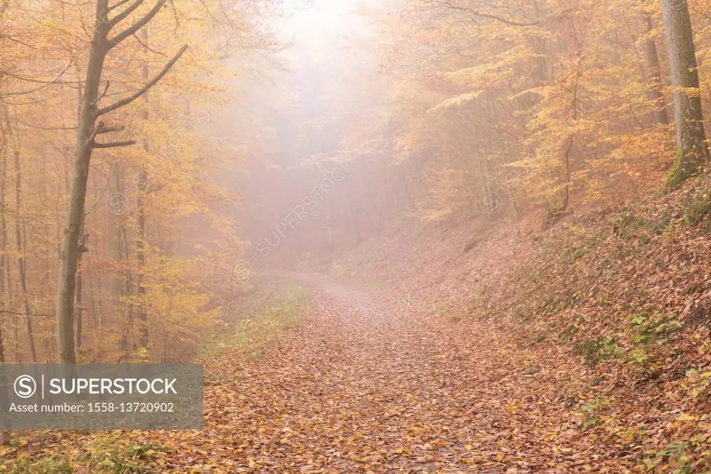 Autumn, autumn colours, forest, Bilstein, Sauerland