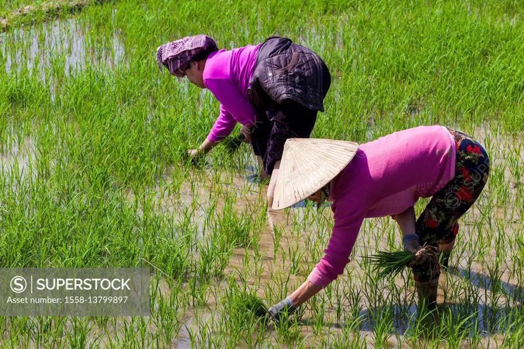 Vietnam, Dien Bien Phu, rice fields