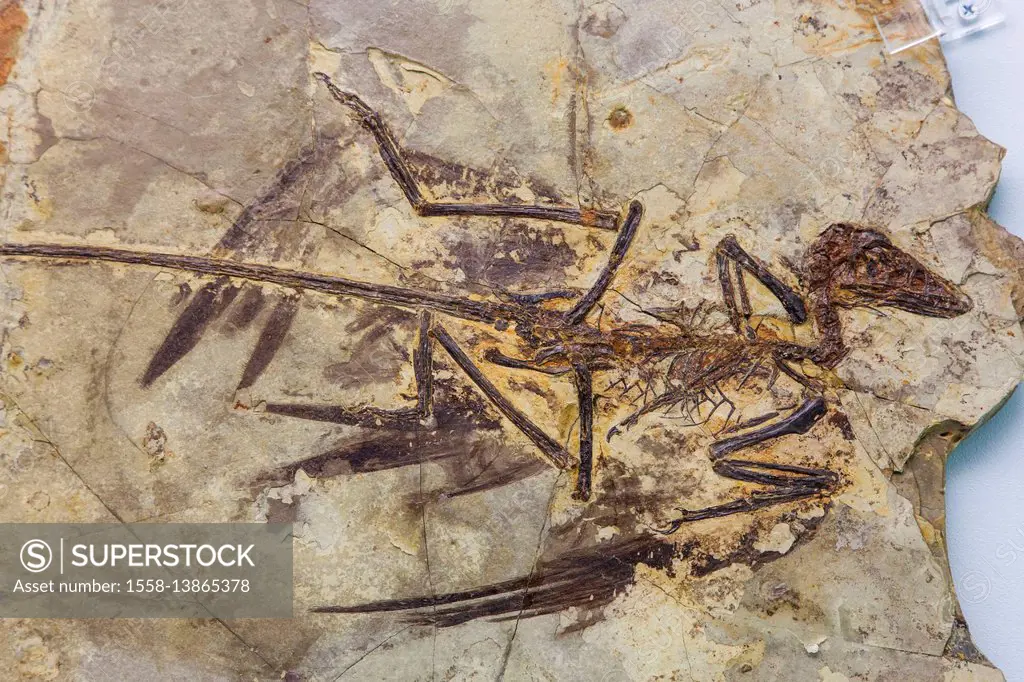 China, Fossilized Skeleton of Microraptor Gui