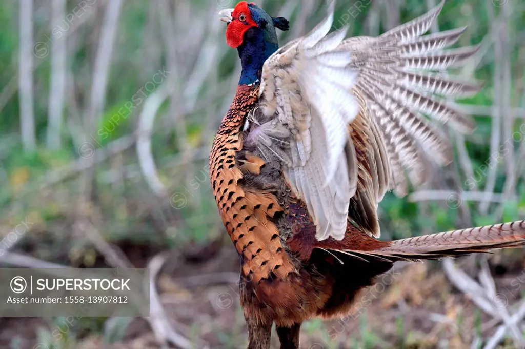 Pheasant