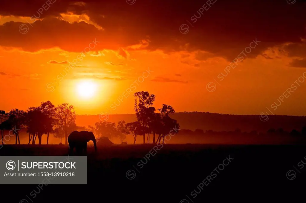 Masai Mara Park, Kenya, Africa The warm colors of Africa with the profile of one of the most characteristic animals of this country