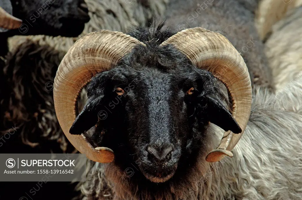 Africa, Namibia, Kalahari, Tivoli farm, Karakul sheep, Aries (Swakara)