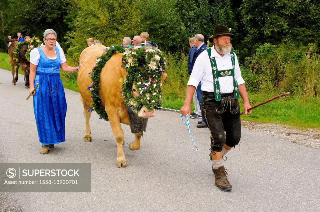 Viehscheid in Nesselwang, Allgäu, Germany, herd of cattle which returns from the alps of the Alpspitze,