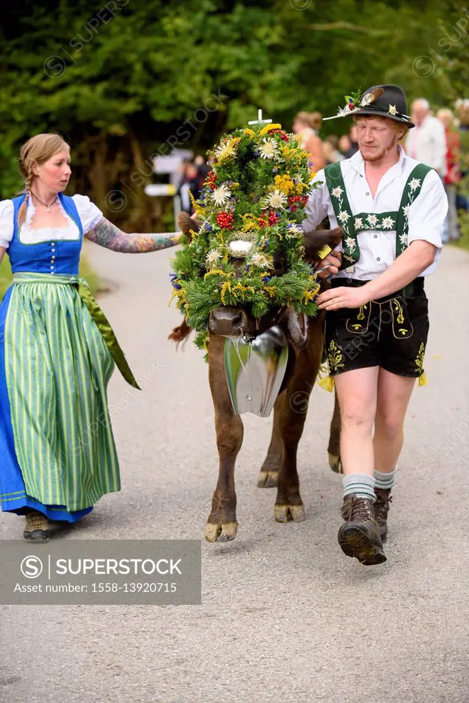 Viehscheid in Nesselwang, Allgäu, herd of cattle which returns from the alps of the Alpspitze, autumn beginning, at the middle of September