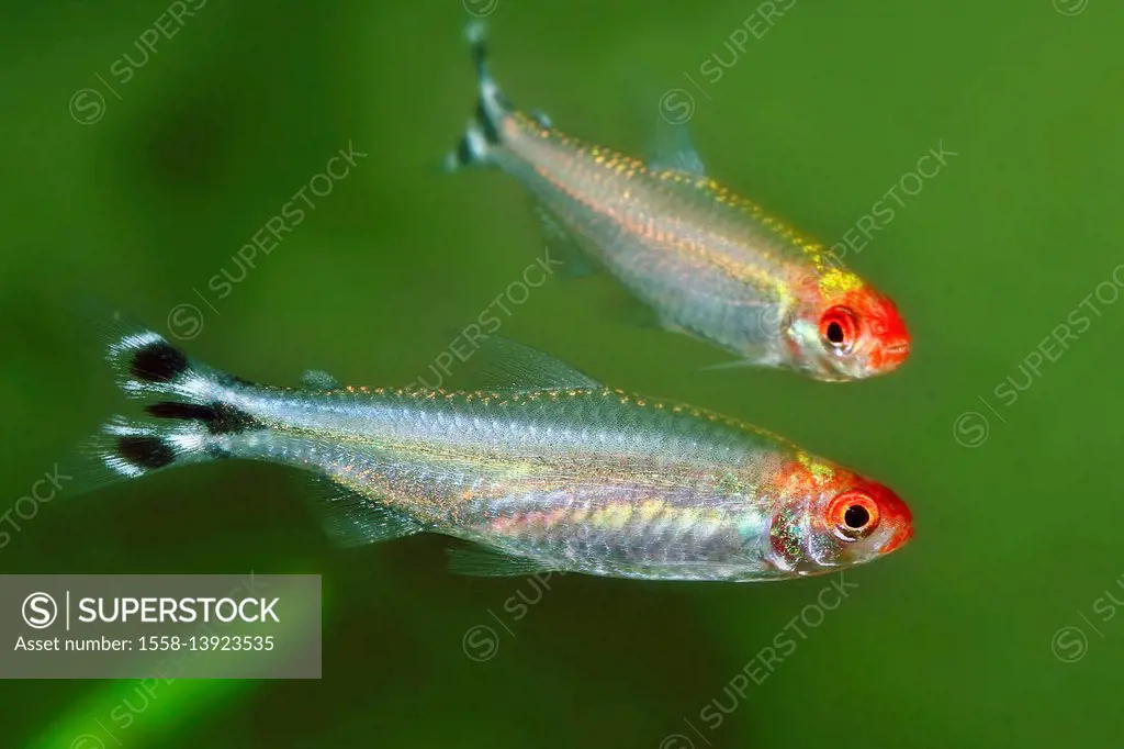 rummy-nosed tetra, Hemigrammus bleheri, Brazil, Rio Negro, aquarium fish