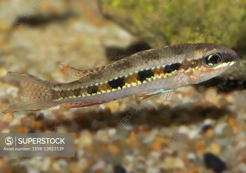 checkerboard cichlid, Dicrossus filamentosus, dwarf cichlid, Brazil, Rio Negro, Venezuela, the upper Orinoco