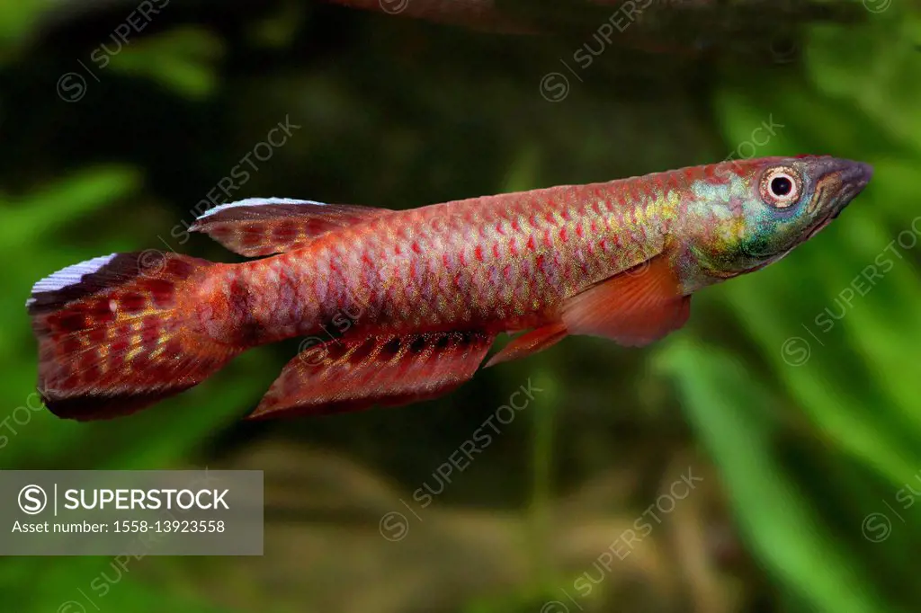 striped panchax, aquarium fish, Aplocheilus lineatus, the Indian Peninsula