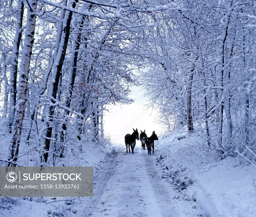 Three donkeys on snow-covered forest way