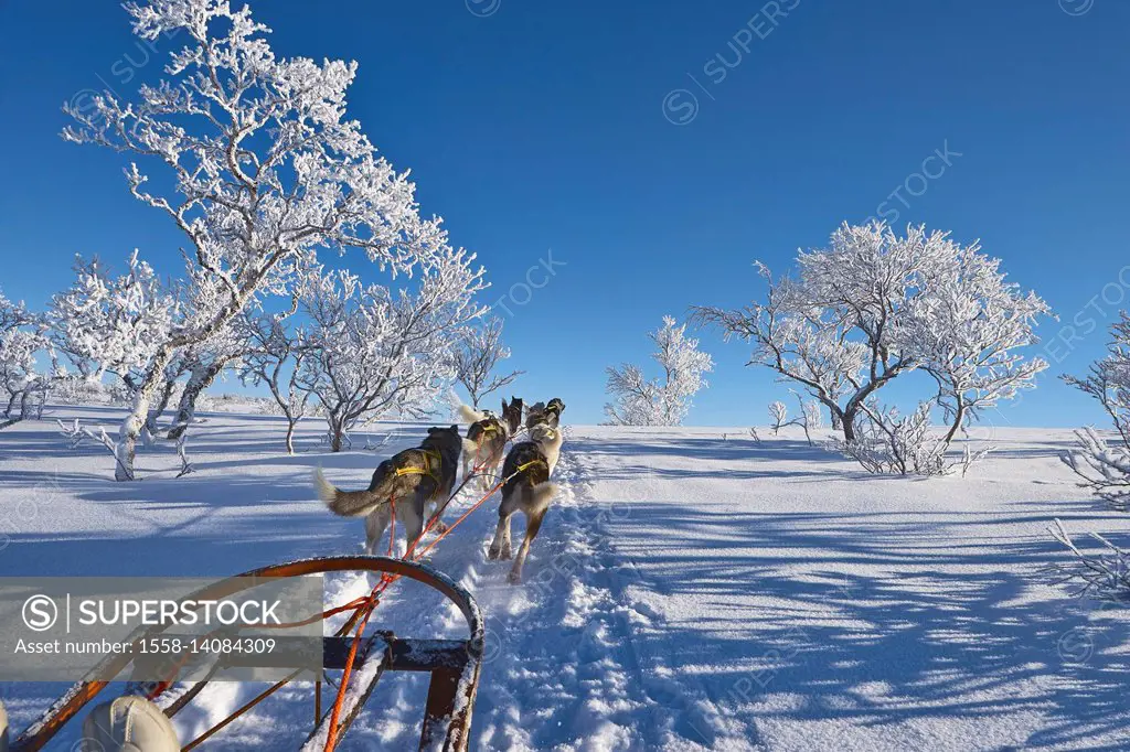 Sweden, Jämtland, dog sled