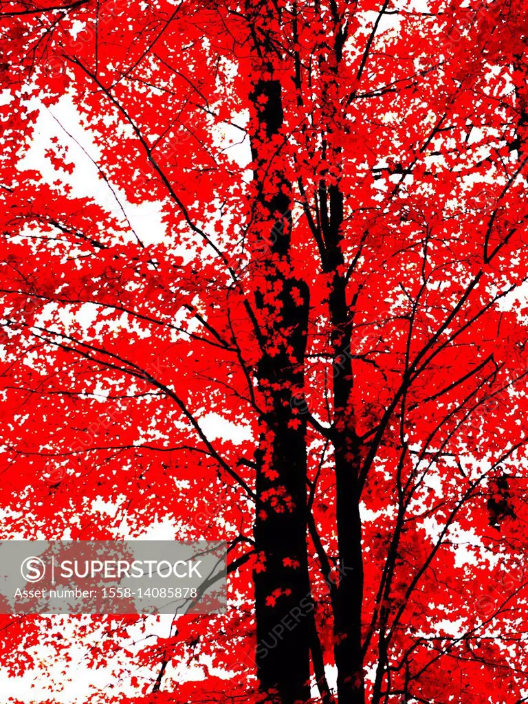 Trees with red leaves, Georgetown, Ontario, Canada