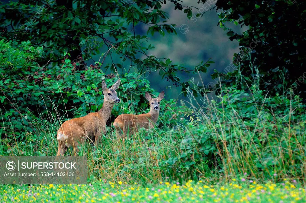 Doe with fawn in August