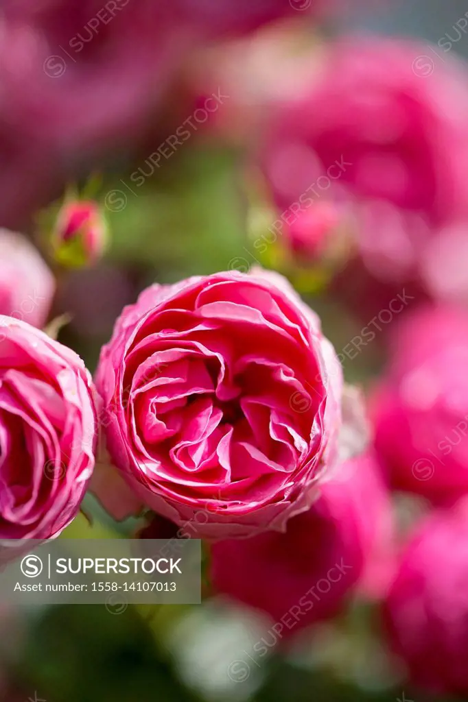 Pomponella roses