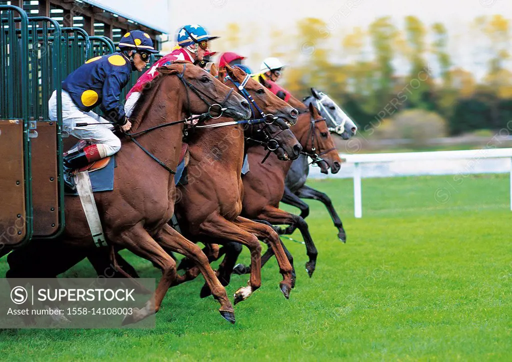 horseraces, racing horses come from the start box