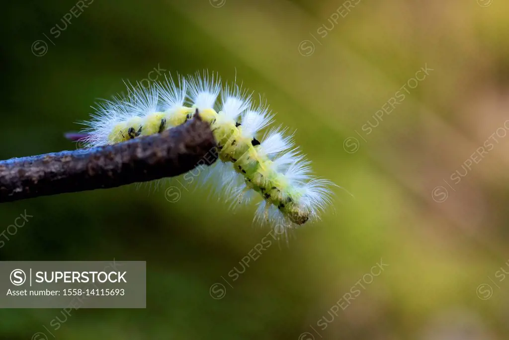 pale tussock