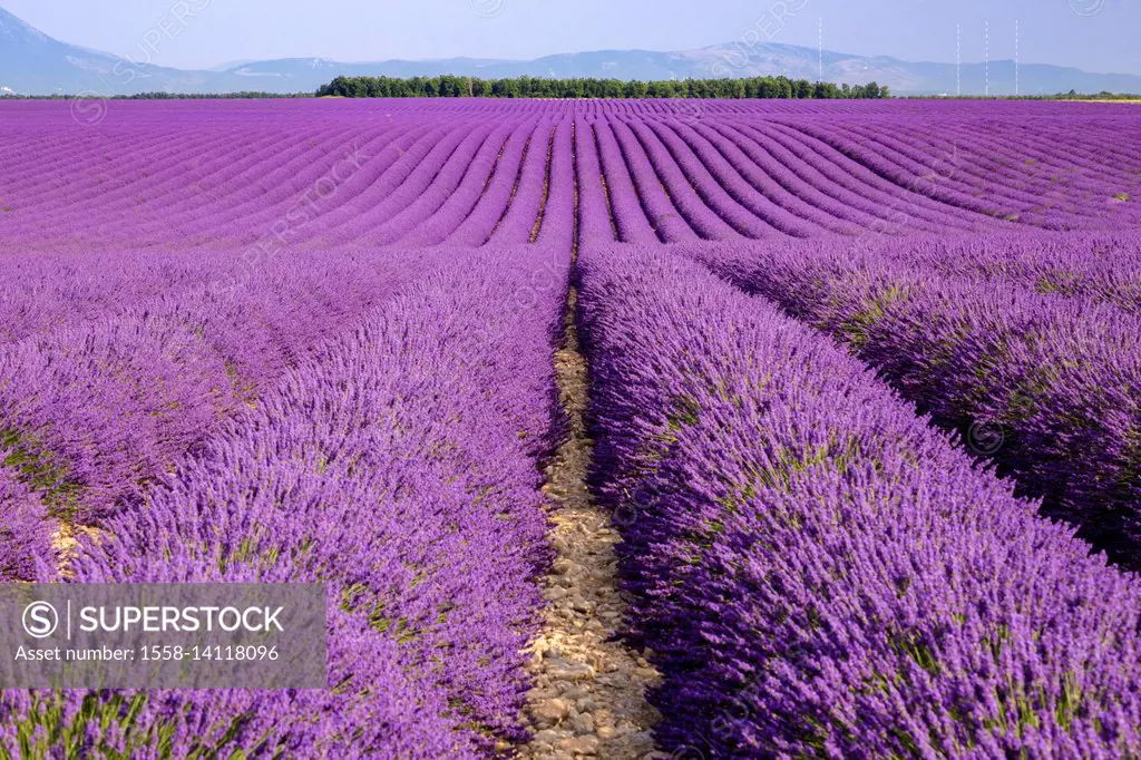 Lavender field in Valensole, Alpes-de-Haute-Provence, Provence-Alpes-Côte d'Azur, France.