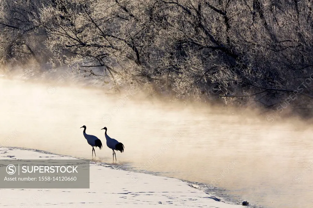 Red crowned cranes from Otowa bridge, Tsurui, Hokkaido, Japan