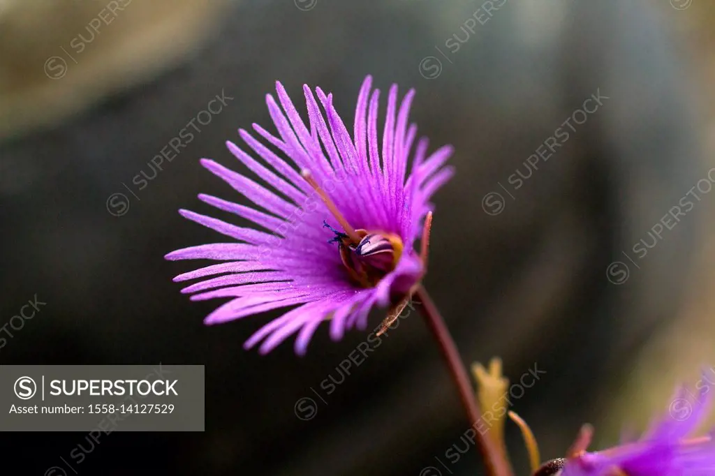 The genus Soldanella, commonly known in English as snowbell, includes about 15 species of flowering plants native to European mountains, growing in wo...