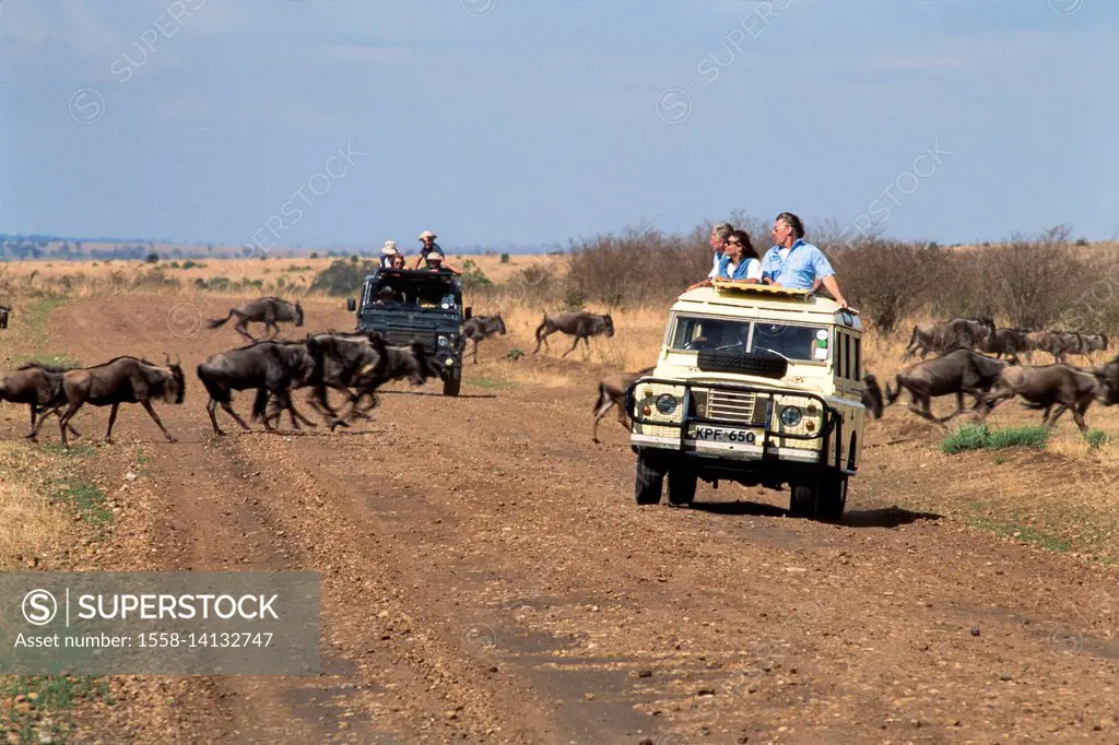 Safari Massai Mara Nationalpark, Kenya