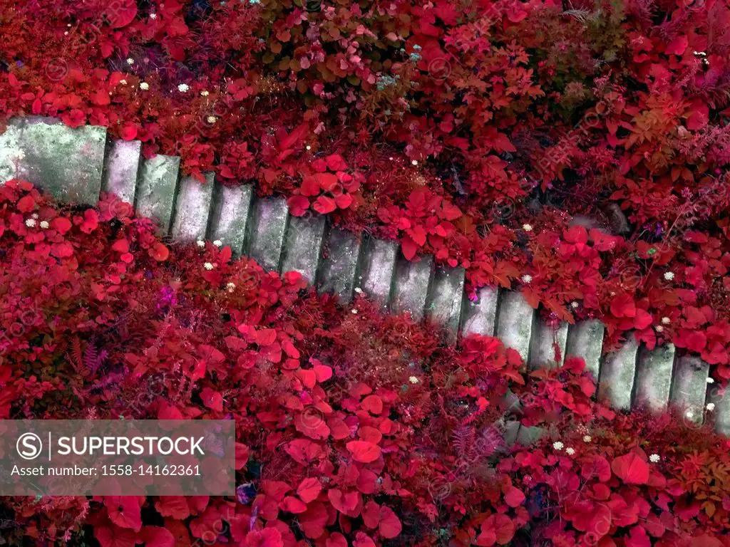 Artsy stairs among red leaves