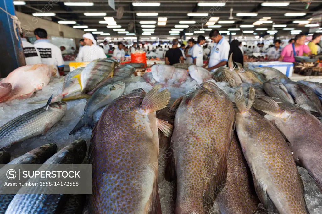 UAE, Dubai, Deira, Dubai Fish Market