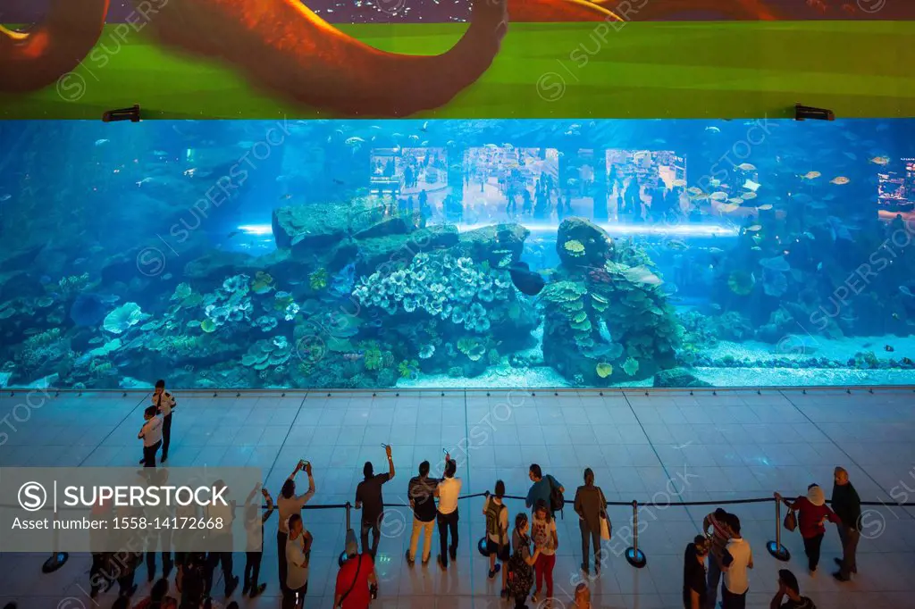 UAE, Dubai, Downtown Dubai, Dubai Mall, interior, aquarium