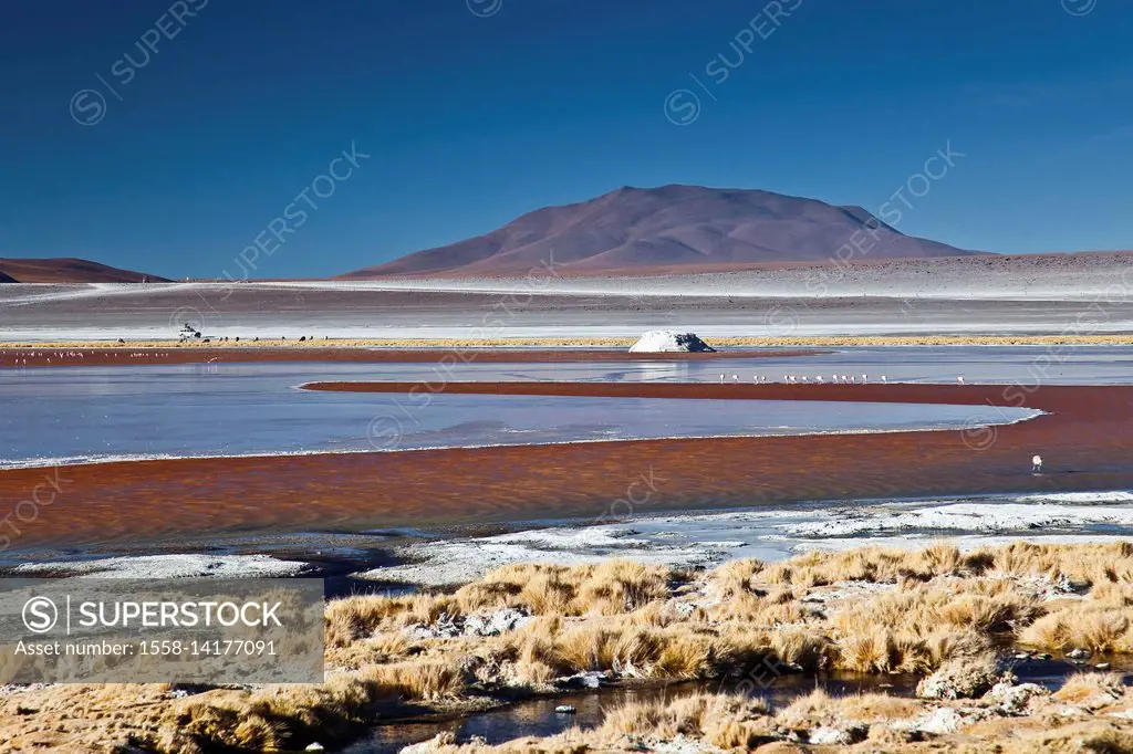 The Laguna Colorada contains borax islands, whose white color contrasts with the reddish color of its waters, which is caused by red sediments and pig...