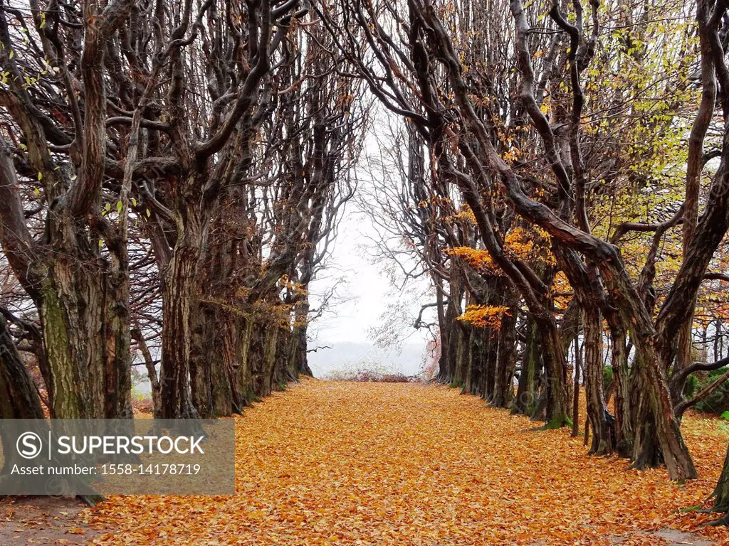 Valley of trees at fall, Mogilany Park, Poland