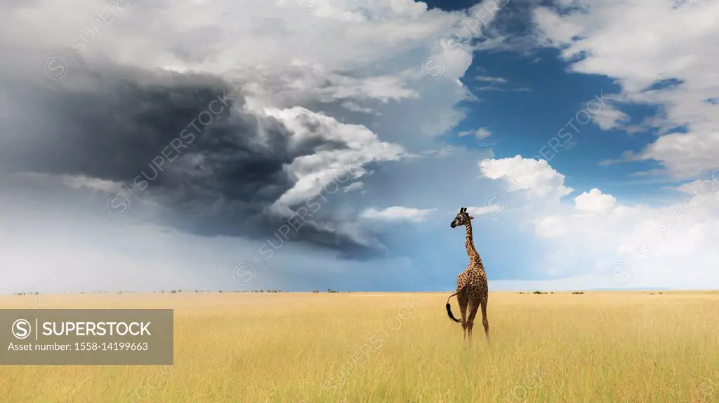 Giraffe in Masai Mara Game Reserve, Kenya