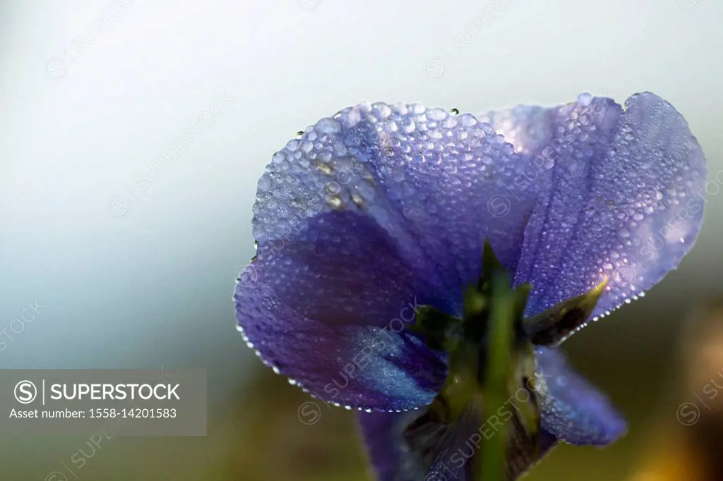 Droplets of morning dew on petal of pansy flower, light blue background