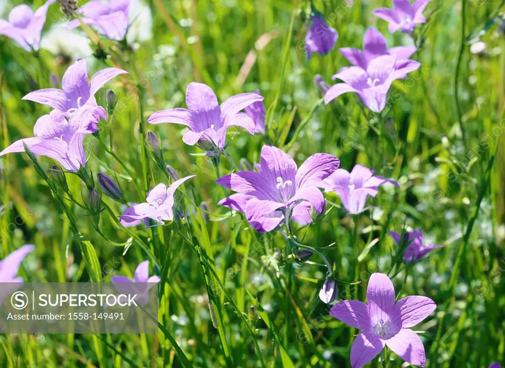 Meadow_bluebells, Campanule patula, prime, meadow, flower meadow, meadow_bluebells, bluebells, bloom, bloom, purple, nature, summer_flowers, meadow_fl...