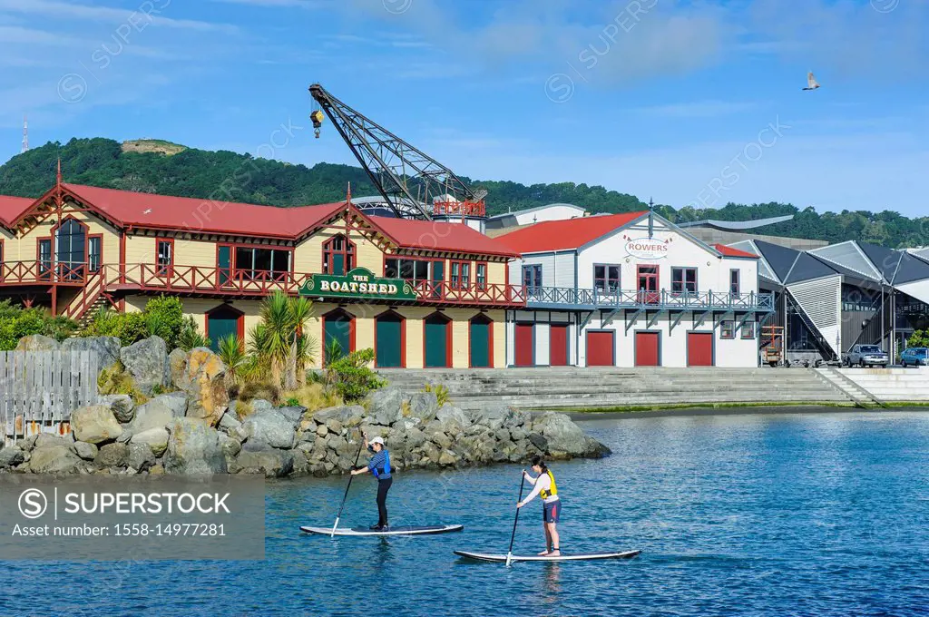 People practicing stand up paddling in Lambton harbour, Wellington, North Island, New Zealand