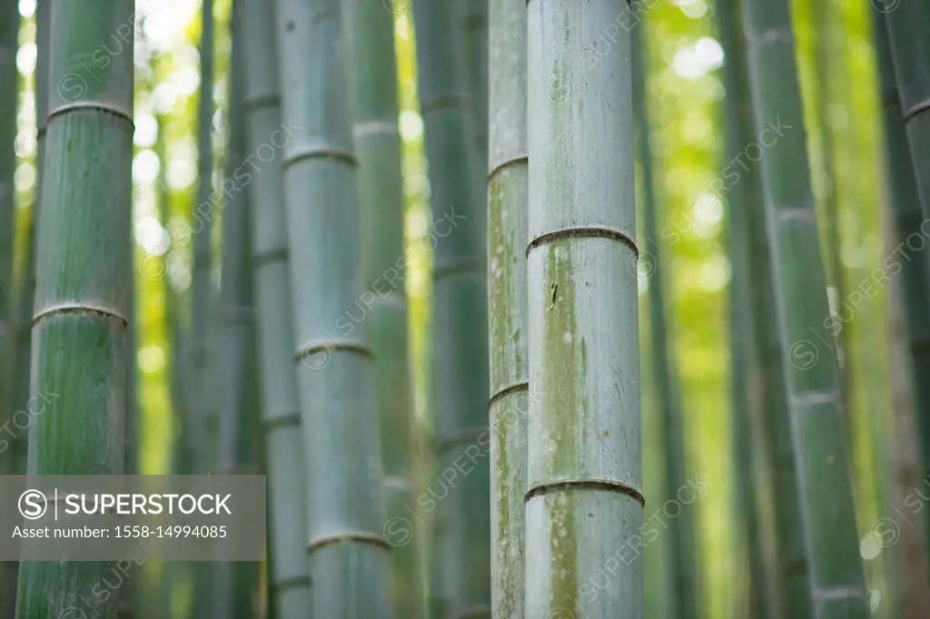 Asia, Japan, Nihon, Nippon, Kyoto, Arashiyama Bamboo Forest