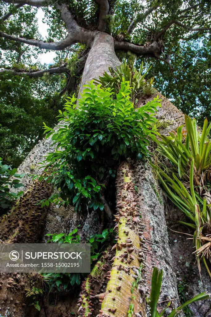 Huge banyan tree, Tobago, Trinidad and Tobago, Caribbean