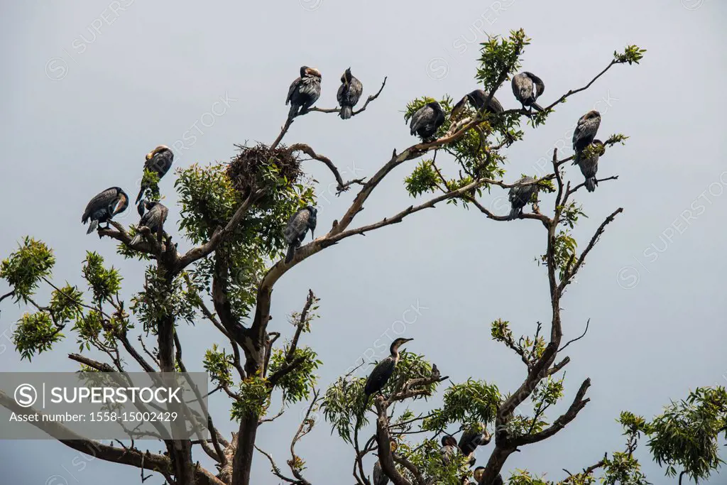 Akampene or Punishment Island, Lake Bunyonyi, Uganda, Africa