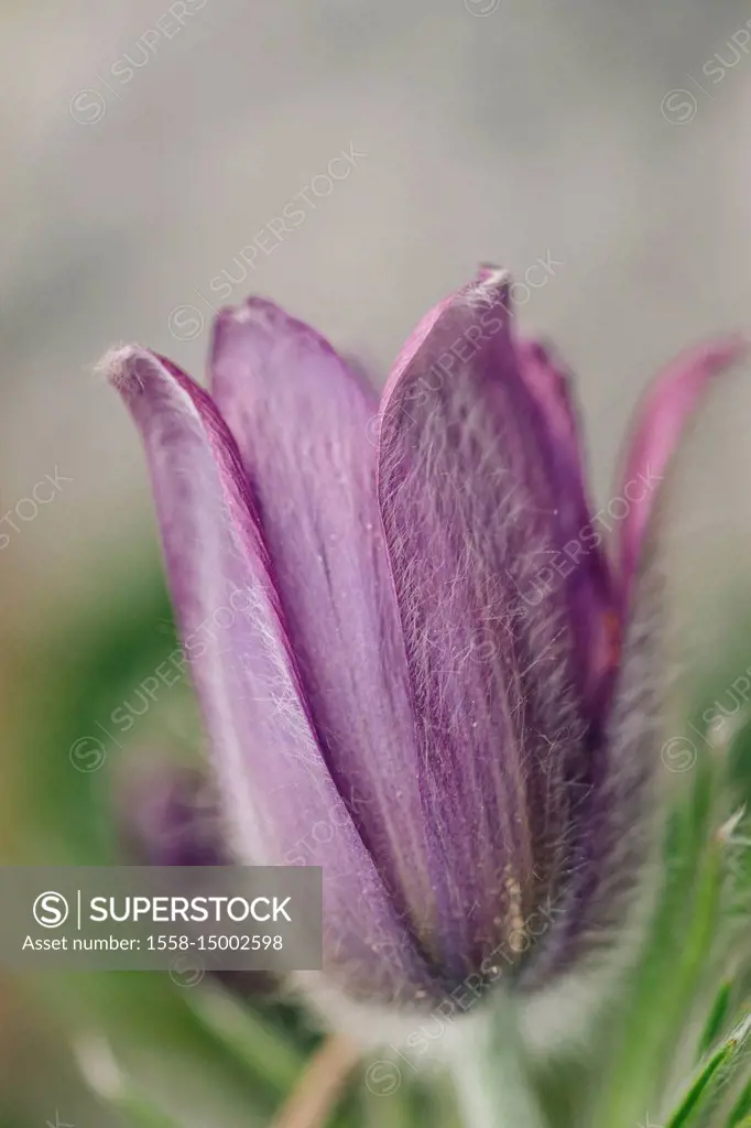 common pasque flower, Pulsatilla vulgaris