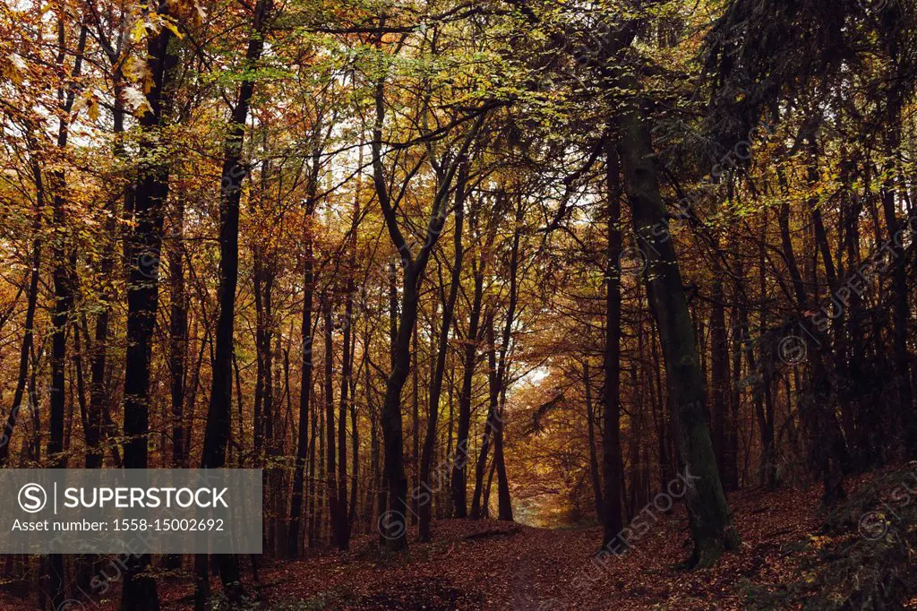 Autumn in the Teutoburg Forest.