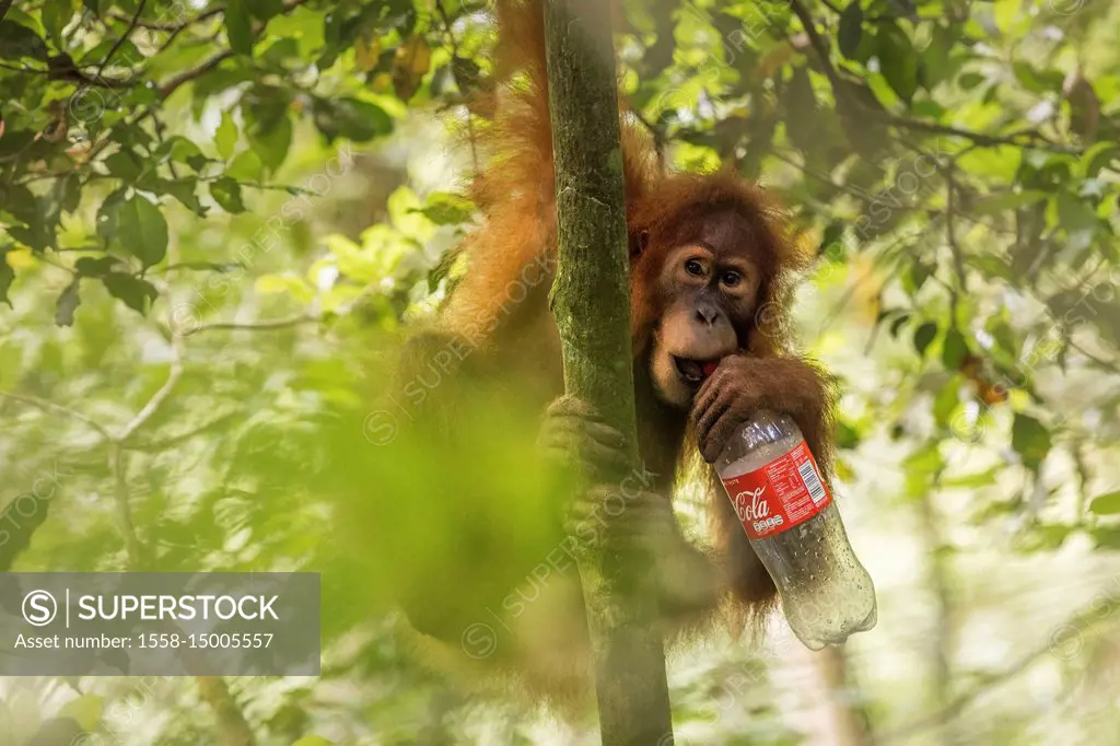 Sumatran orangutan drinking from a bottle of coke in Gunung Leuser National Park, Northern Sumatra.