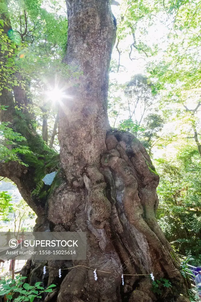 Japan, Honshu, Shizuoka Prefecture, Atami, Kinomiya Shrine, The 2000 year old Great Camphor Tree