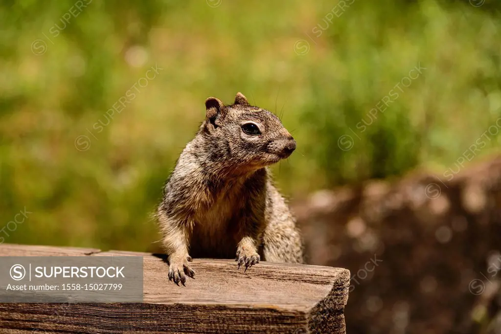 The USA, Utah, Washington county, Springdale, Zion National Park, Zion canyon, rock Squirrel, rock squirrel