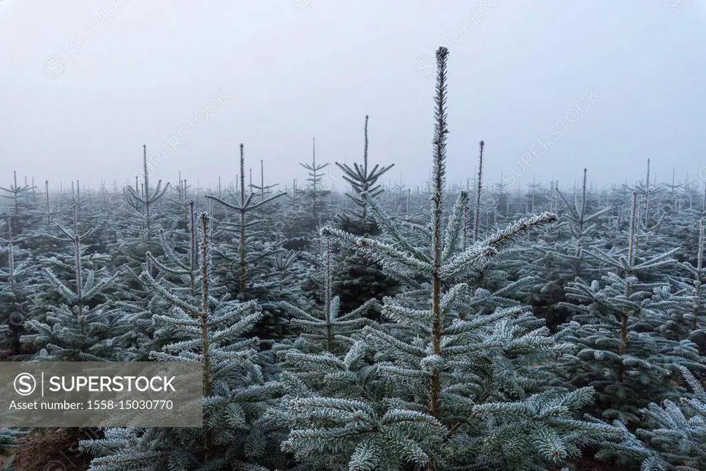 Christmas tree plantation in winter, Wagenschwend, Odenwald, Baden-Wurttemberg, Germany