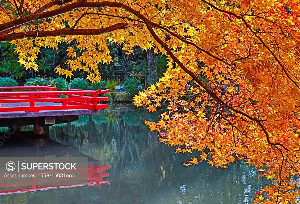 Japan, Nara City, Autumn Colors