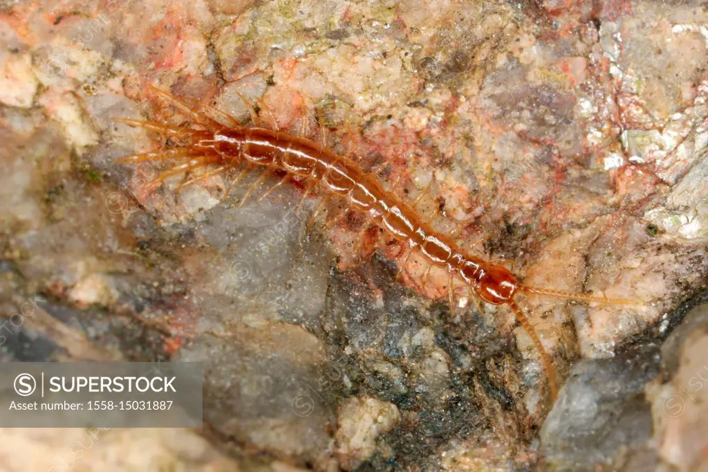 Brown centipede (Lithobius forficatus)