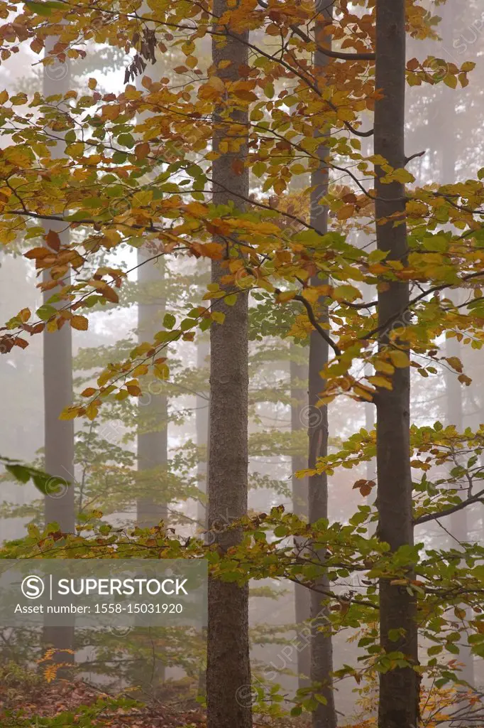 Autumn wood, 'Herzogstand', Bavarian pre-alpine, Alpine foreland, alps, Bavarian uplands, Upper Bavaria, Bavaria, South Germany, Germany,