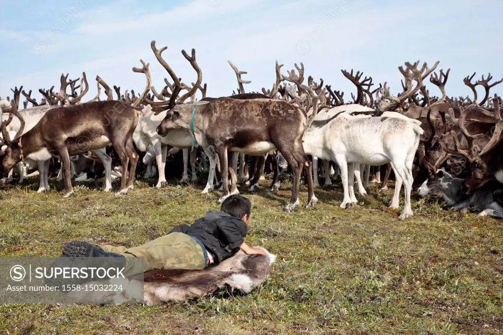 Asia, Russia, Siberia, region of Krasnojarsk, Taimyr peninsula, reindeer nomads, child, reindeers, reindeer herds,