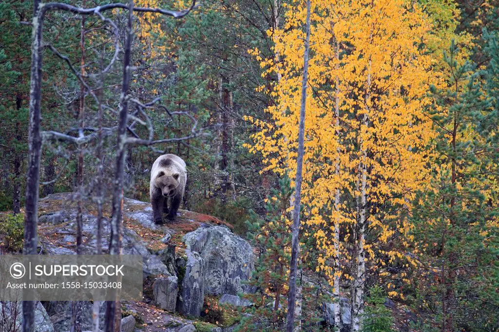 Europe, Finland, Vartius, European brown bear, Ursus arctos arctos,
