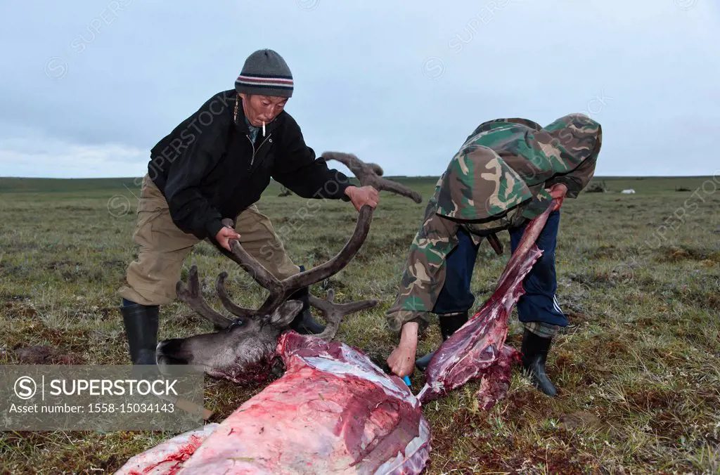 Asia, Russia, Siberia, region of Krasnojarsk, Taimyr peninsula, slaughtered reindeer, reindeer nomads,